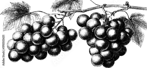 Vintage engraving of grapes bunch with leaves for retro design and decor