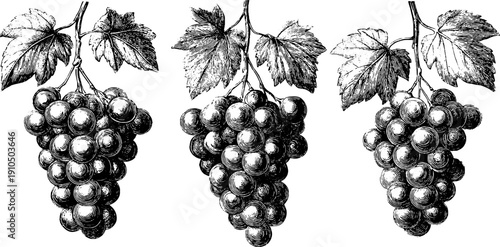 Vintage engraved grapevine illustration set for retro design and decor
