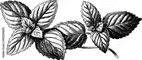 Vintage engraved mint sprig illustration for botanical design