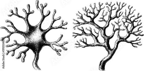 Engraved neuron cell illustrations with bold black lines for educational and scientific design