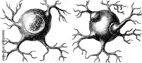 Vintage neuron cell engraving set with bold lines for educational and scientific design
