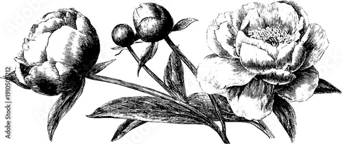 Vintage engraved peony set with bloom, bud, and petal for botanical design