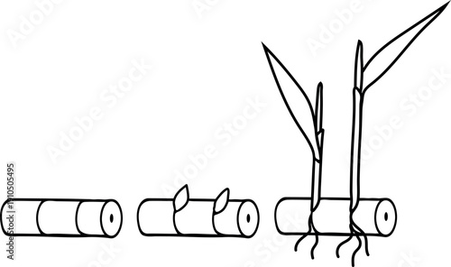 Coloring page with sugarcane propagation by cuttings. Seed cane isolated on white background