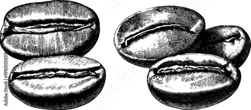 Vintage hand drawn engraved roasted coffee bean illustration set for design