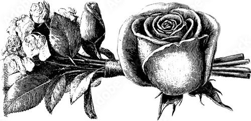 Elegant rose bouquet engraving for design and decoration