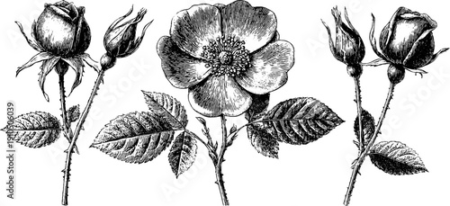 Elegant rose flower series in engraved style for artistic design and decoration