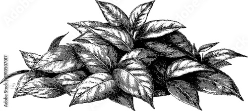 Vintage botanical illustration of tea leaves pile - hand drawn engraving design for natural product label