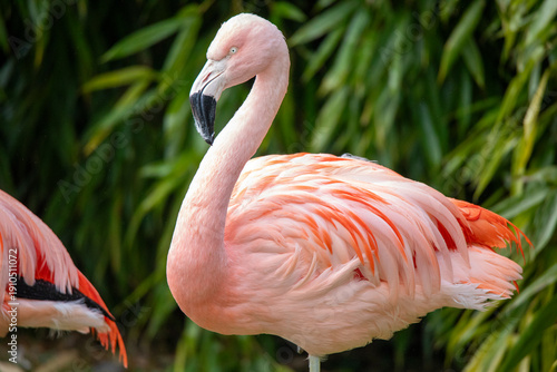 close up of a flamingo