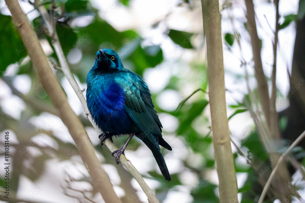 Fototapeta premium blue bird on the branch