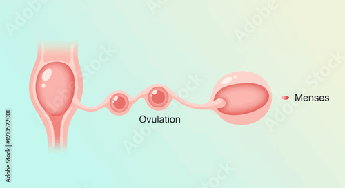 Diagram illustrating the female reproductive system, showing ovulation and menses