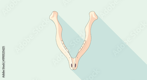 Flat illustration of a human mandible bone with a long shadow