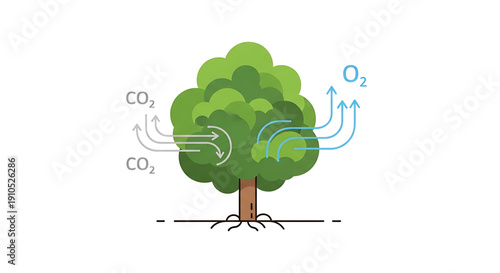 Tree absorbing co2 and releasing o2 through photosynthesis process illustration