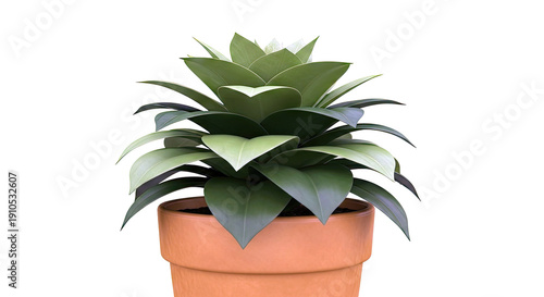 Green Houseplant in a Terracotta Pot