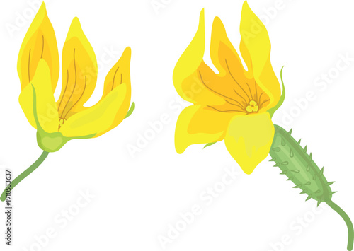Yellow male and female cucumber flowers isolated on white background
