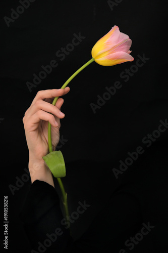 Single elegant tulip in woman hand