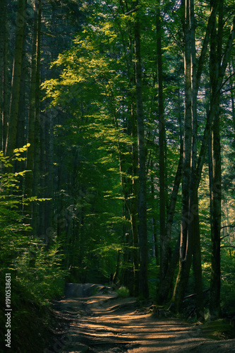 Straight trees in forest and sun light