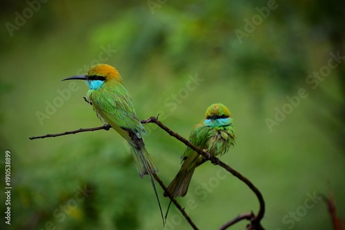 Two little green bee-eaters perched on a dry branch in Yala Nationalpark, Sri Lanka