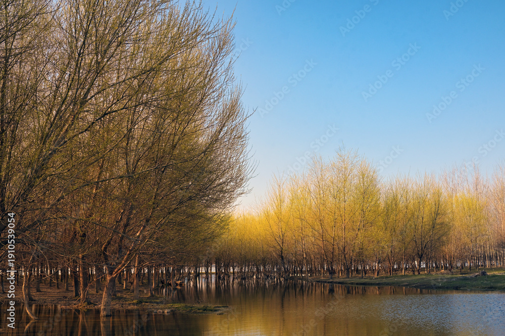 Fototapeta premium Spring forest near Danube river