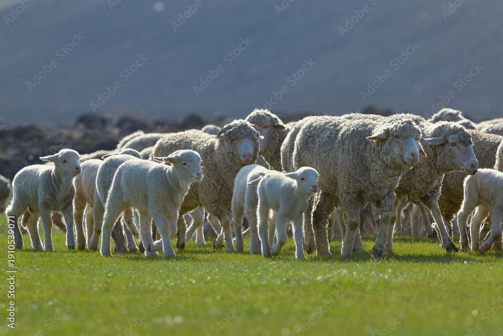 Obraz premium Flock of sheep and lambs on field