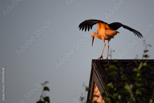 A stork walks on the roof of a house at sunset