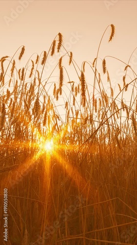 A stunning golden sunrise casts its light over the vast wheat field, enhancing natures beauty
