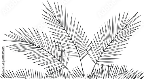 Palm Tree Leaves Black Line Art Vector Illustration