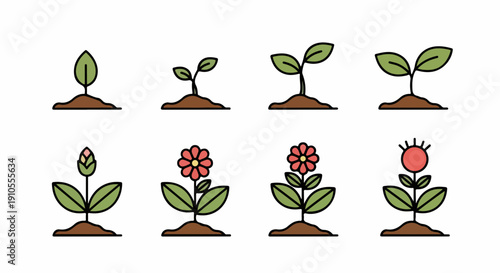 Plant growth stages illustrate lifecycle from tiny seedling to blooming flower. Plant growth stages depict germination and development process with leaves and vibrant petals.