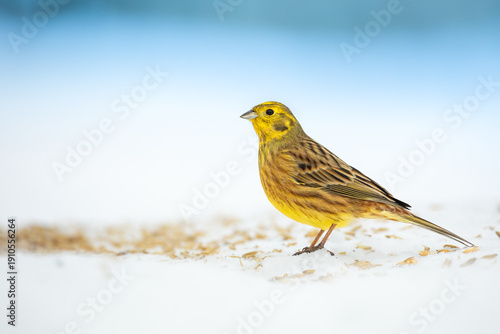 Bird - male Yellowhammer ( Emberiza citrinella ) small yellow bird under the feeder winter snowy time Poland Europe