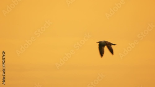Seagull flying sky bird glides across a warm golden orange sunset background during a peaceful evening flight in nature