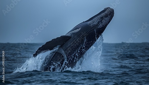 Humpback whale breaching out of the ocean water under overcast sky