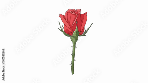 Vibrant red rose with green stem and sharp thorns. Single red rose displays delicate petals and developing bud. Elegant red rose illustration for romance themes and decoration.