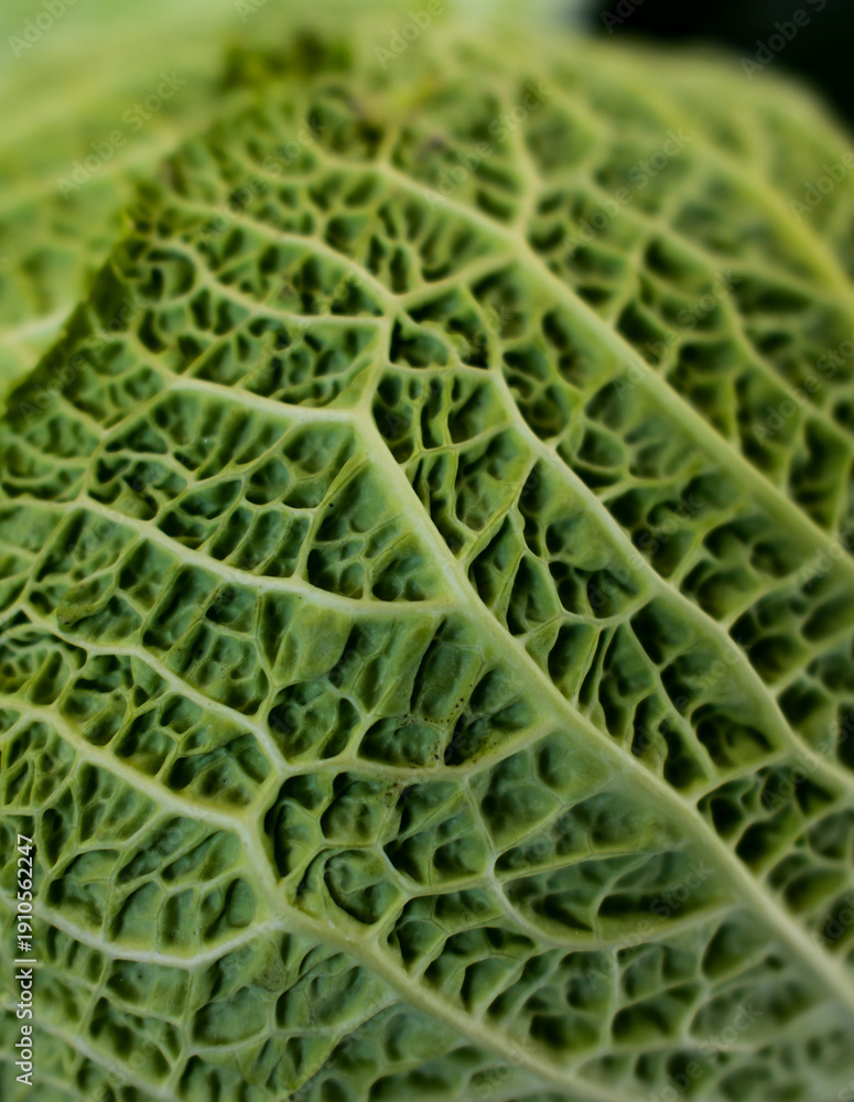 Obraz premium fresh green cabbage