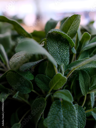 plant in the garden