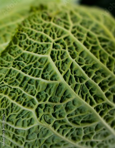 fresh green cabbage