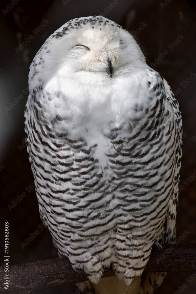 Fototapeta premium Close-up portrait of a snowy owl (Bubo scandiacus) resting with eyes closed, showing detailed white-and-black barred plumage. Wildlife and nature concept, calm winter mood, dark background with copy s