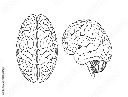 Human brain anatomy illustration