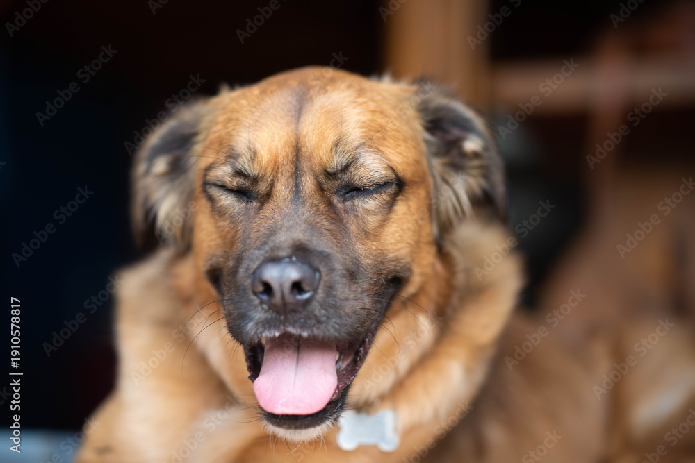 Obraz premium Brown furry dog with its mouth wide open in what appears to be genuine laughter, eyes happily closed, and bright pink tongue prominently visible, capturing a moment of pure, unfiltered happiness.