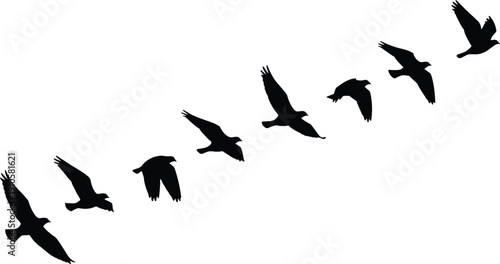 Silhouettes of birds flying in diagonal motion sequence, depicting dynamic wing positions and graceful flight movement for artistic vector illustration