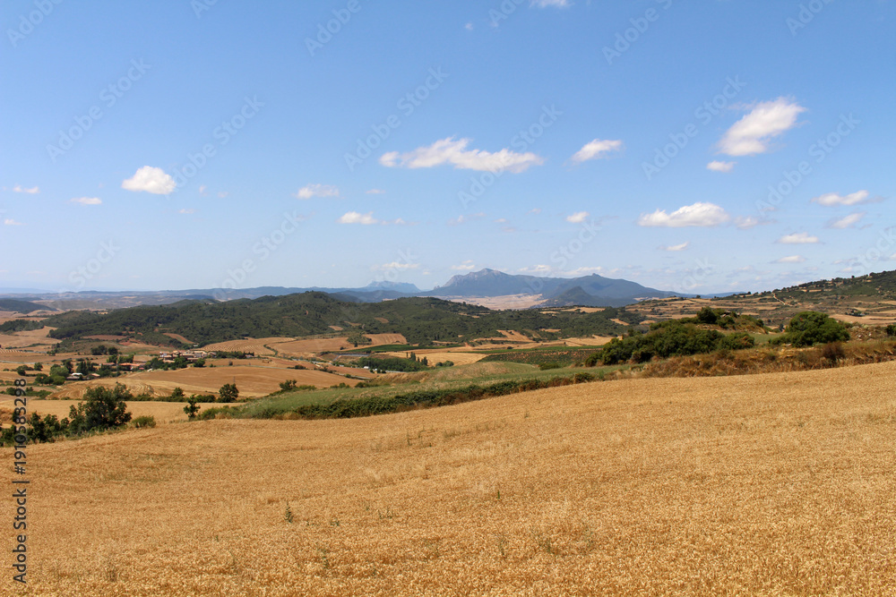 Fototapeta premium Wheat farm in Luquin on Camino de Santiago Frances in Navarra Spain July 2024