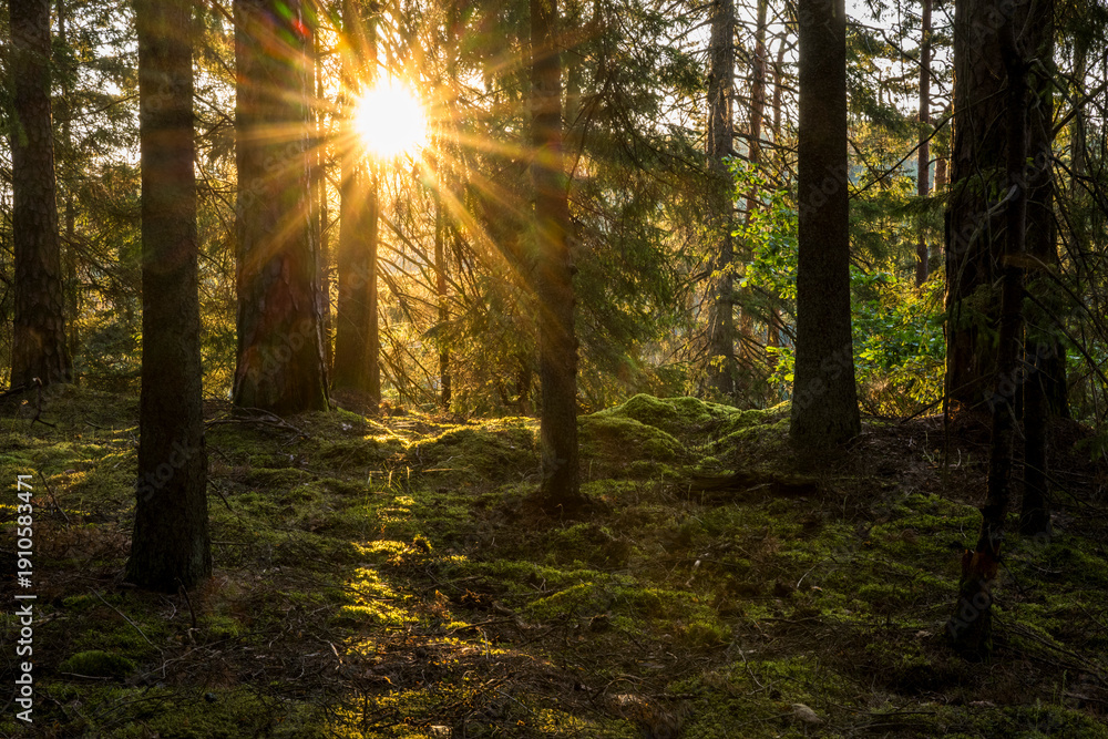 custom made wallpaper toronto digitalIdyllic view of sun lit forest