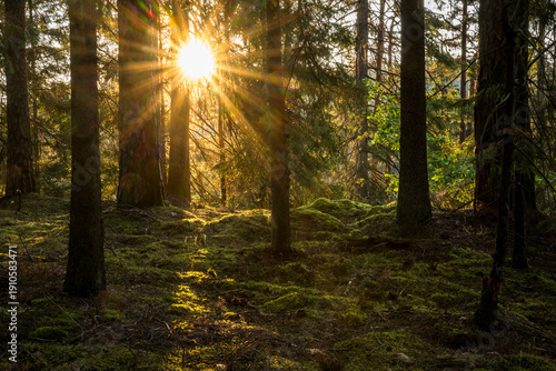 Idyllic view of sun lit forest