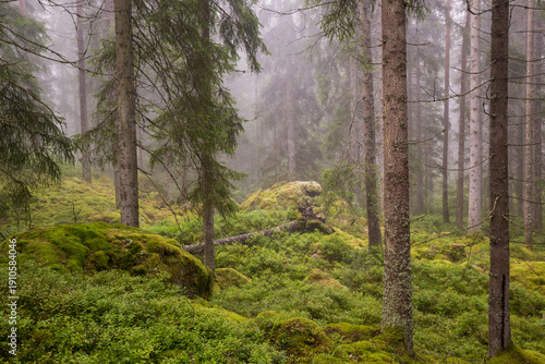 Wallpaper Mural View of scenic forest in countryside Torontodigital.ca