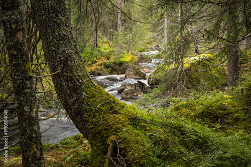 Scenic view of stream flowing in lush forest