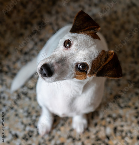 Jack Rusell Terrier Hembra