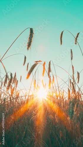A golden sunrise illuminates the wheat field, creating a stunning scene that captivates