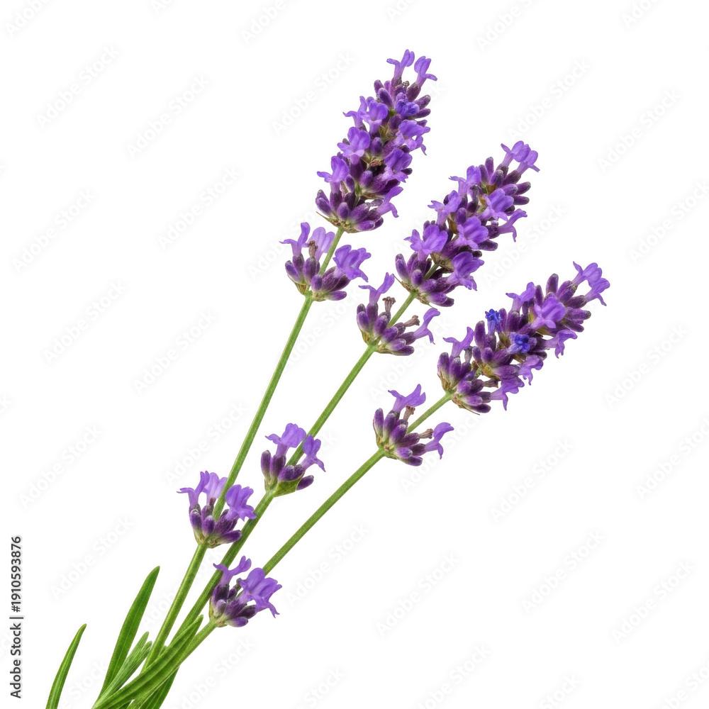 Obraz premium A close-up view of vibrant purple lavender flowers in full bloom isolated on transparent background