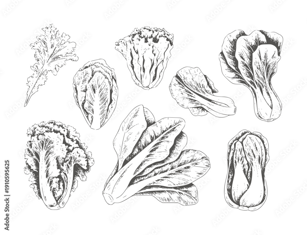 Obraz premium Black ink of various leafy vegetables including lettuce bok choy and cabbage