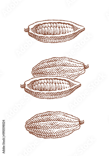 Cocoa beans. Сhocolate. Hand drawn engraving style illustrations. Etched vector illustration.	