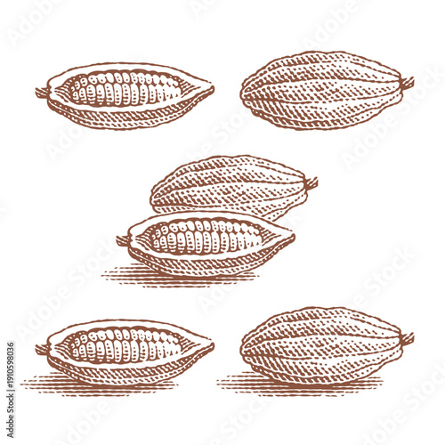 Cocoa beans. Сhocolate. Hand drawn engraving style illustrations. Etched vector illustration.	