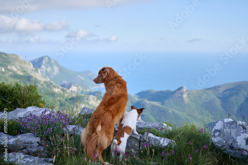 A Nova Scotia Duck Tolling Retriever and a Jack Russell Terrier enjoy mountain views from a rocky ridge. The scene reflects companionship and connection with nature.